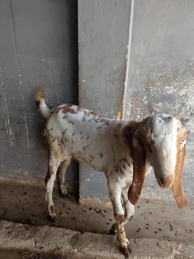 makhi Cheney kheery jora for sale
