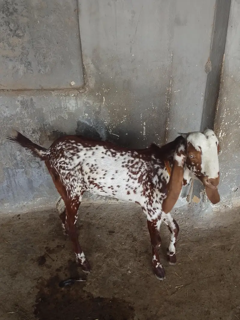 makhi Cheney kheery jora for sale — photo 2