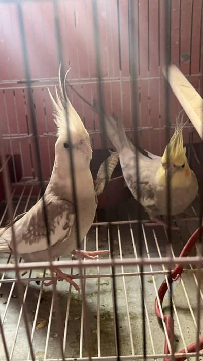 cockatiel pair