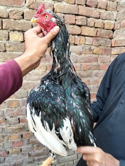 lasani or lakha murga available