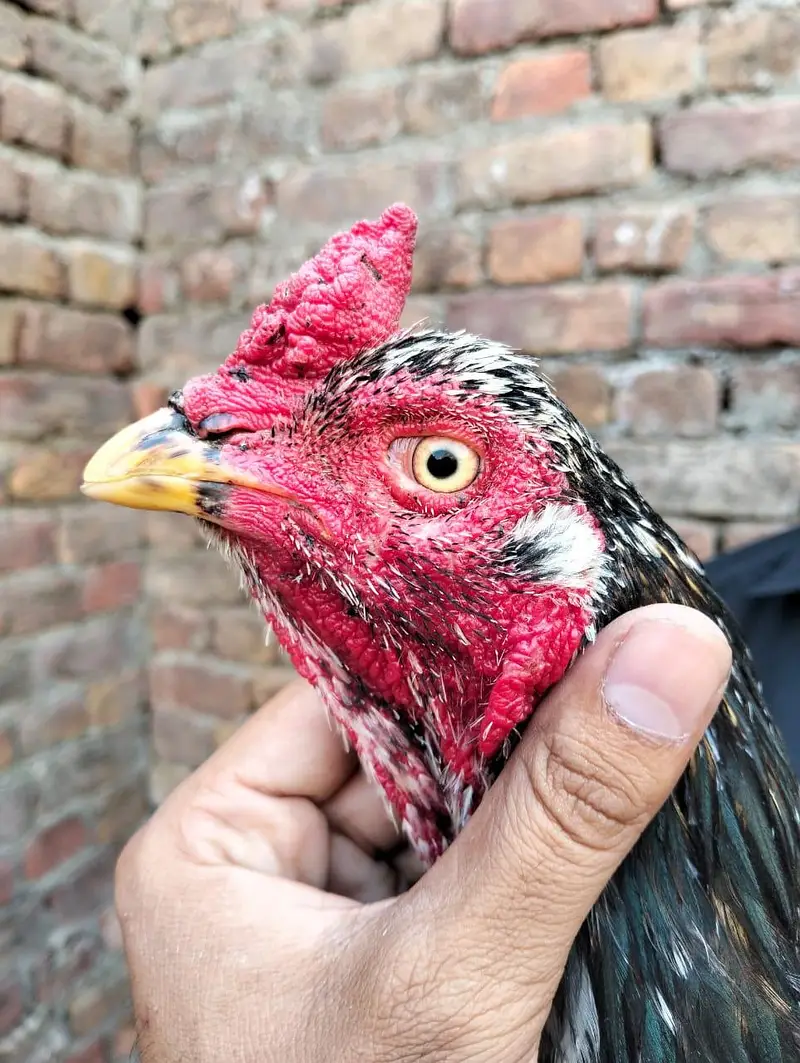 lasani or lakha murga available — photo 2