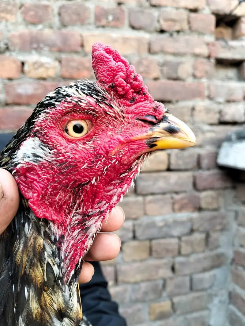 lasani or lakha murga available — photo 3