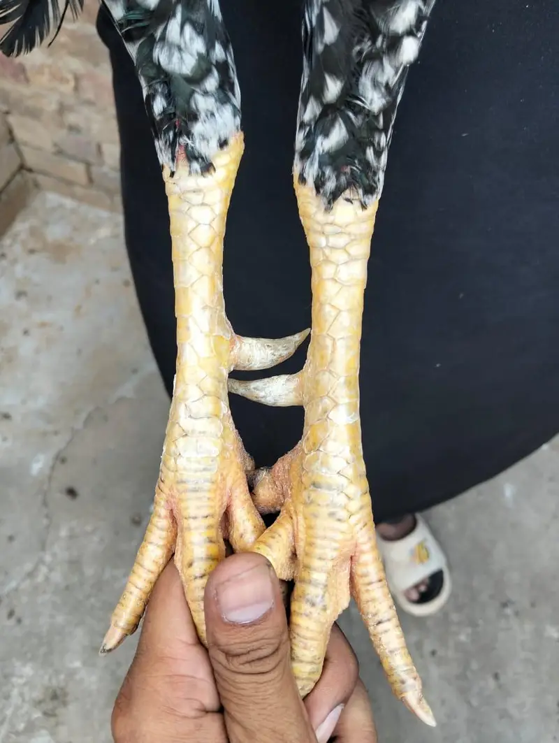 lasani or lakha murga available — photo 4