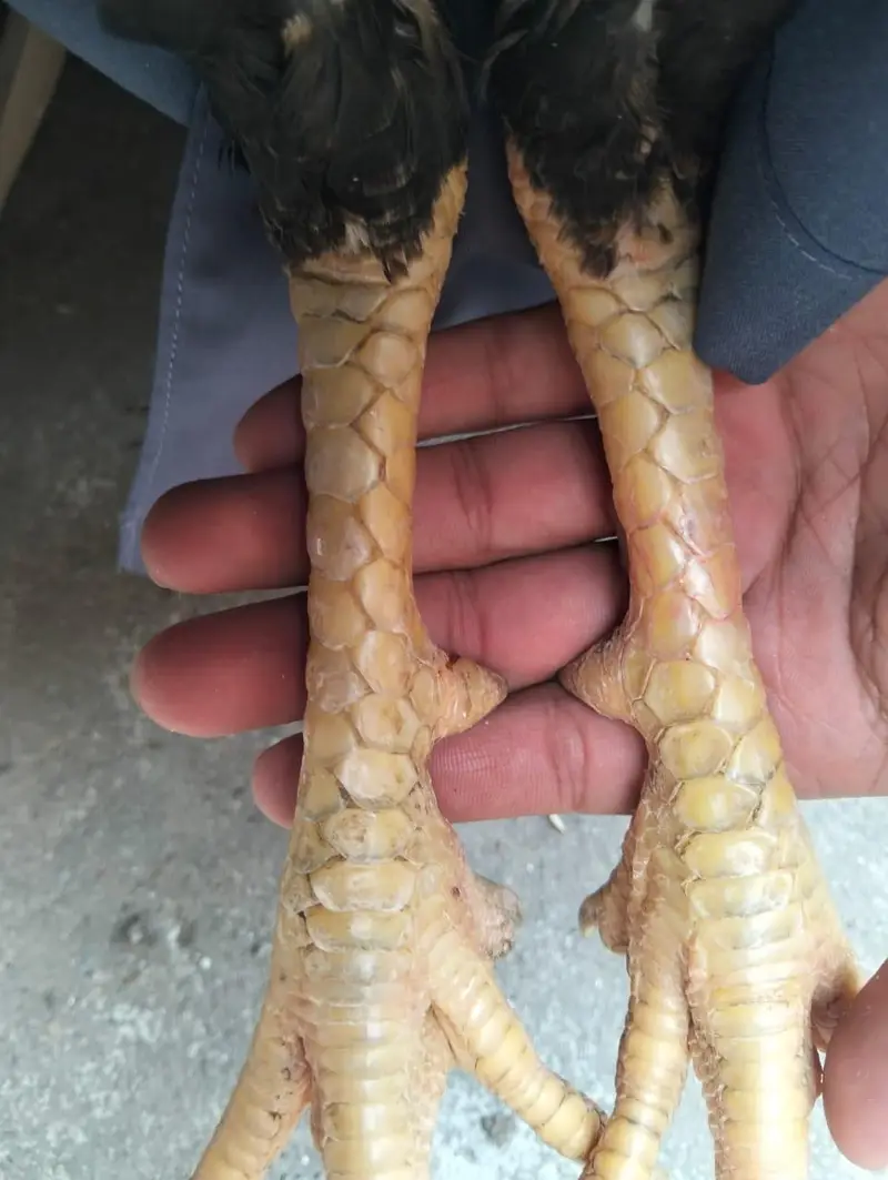 lasani or lakha murga available — photo 8