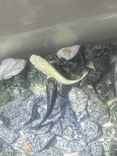 Two molly fishes for sale