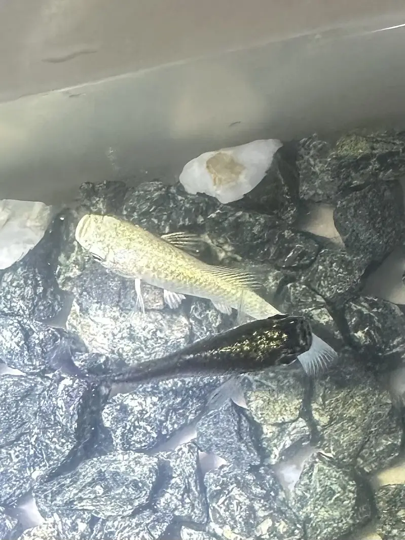 Two molly fishes for sale — photo 2