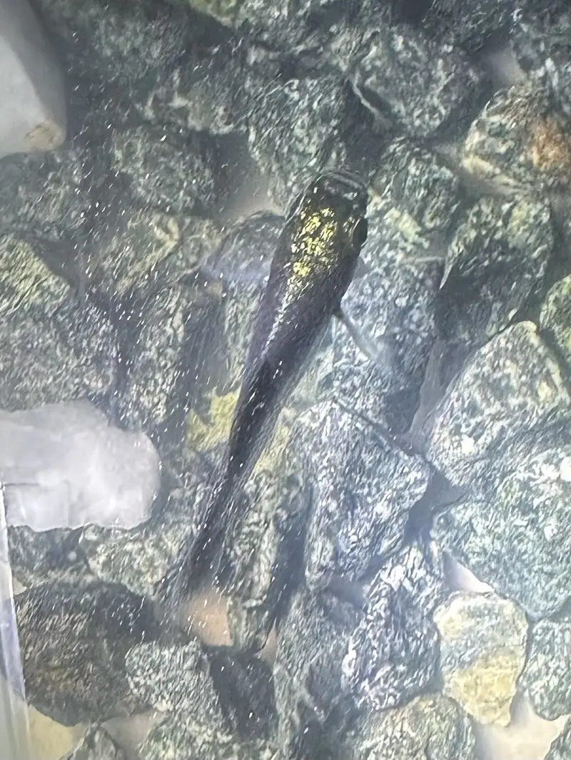Two molly fishes for sale — photo 3