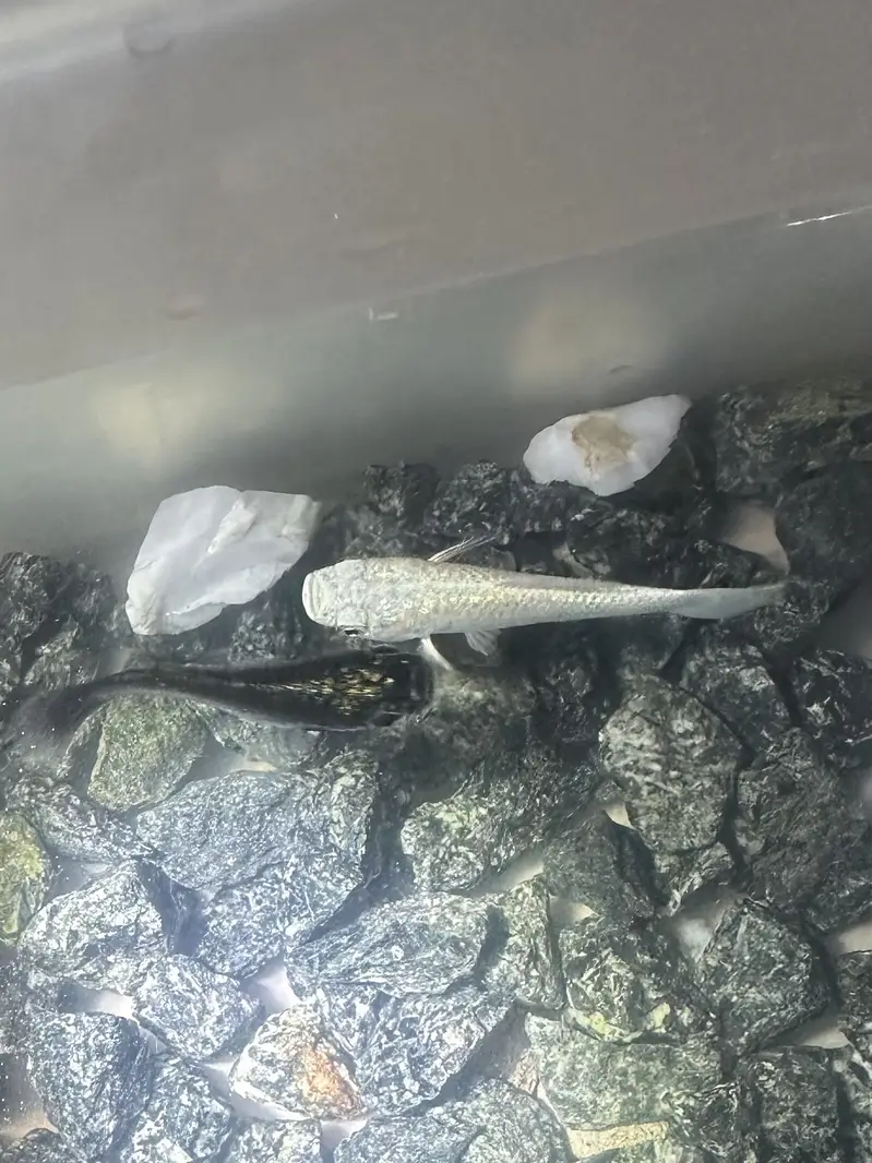 Two molly fishes for sale — photo 4