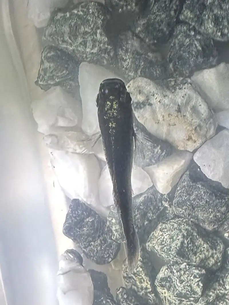 Two molly fishes for sale — photo 5