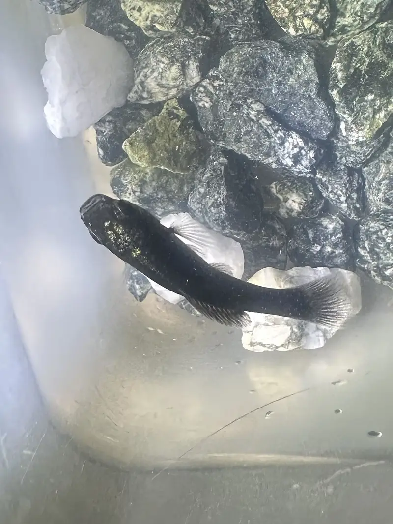 Two molly fishes for sale — photo 6