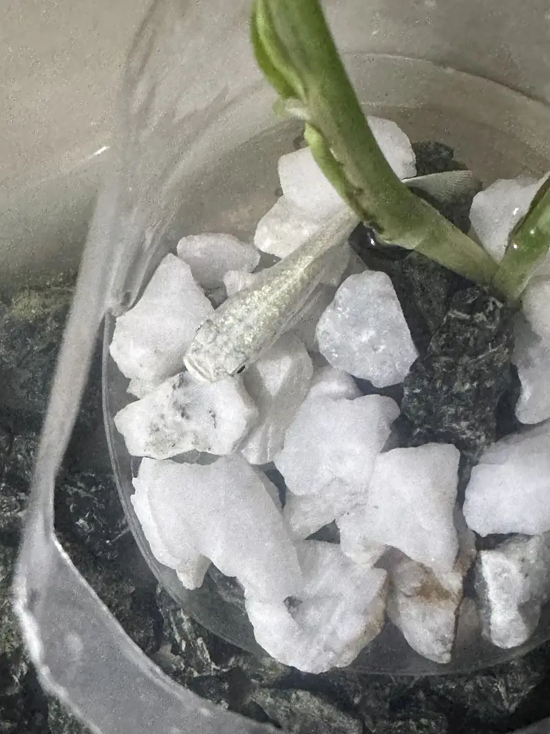 Two molly fishes for sale — photo 7