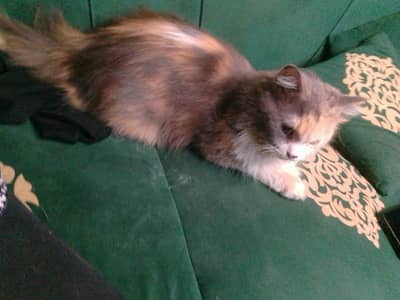 Persian cat