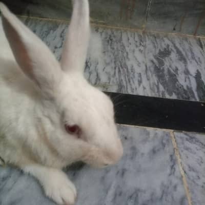 rabbit 1year healthi ha