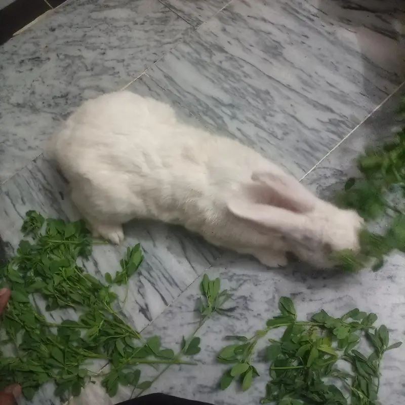 rabbit 1year healthi ha — photo 2