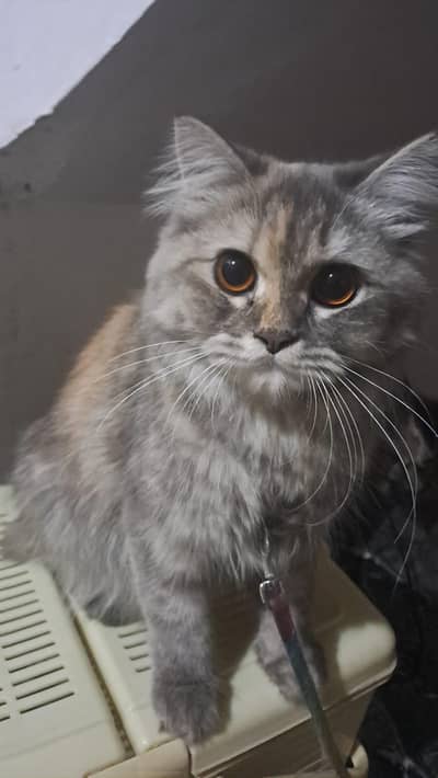 Female persion