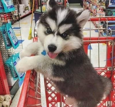 Siberian Husky female Puppy