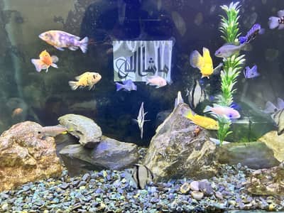 Betta, Discus, African cichlids, and South American Cichlids for sale