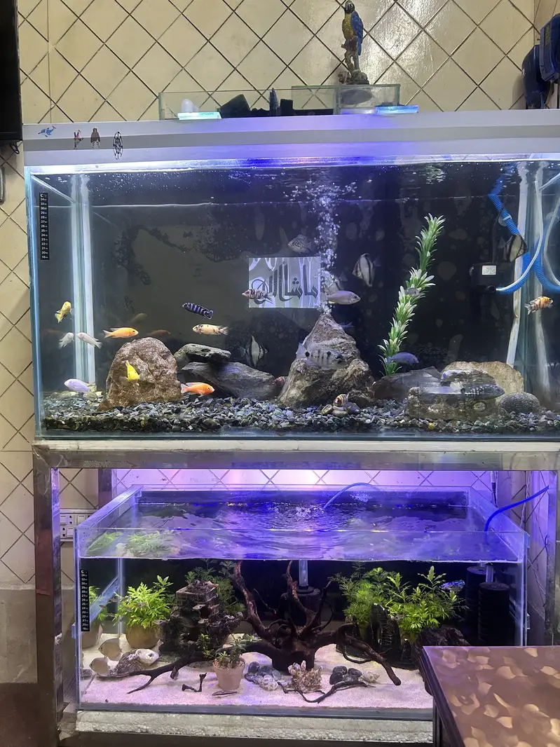 Betta, Discus, African cichlids, and South American Cichlids for sale — photo 2