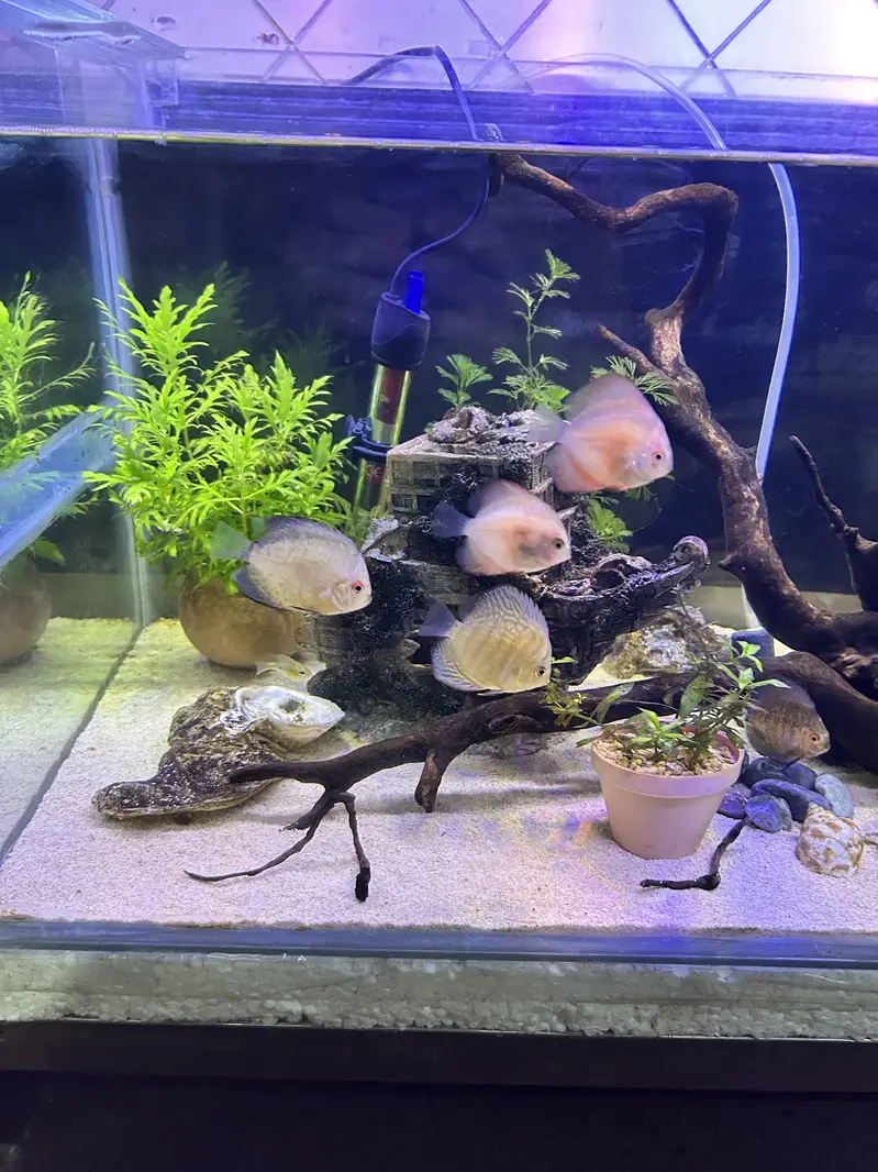 Betta, Discus, African cichlids, and South American Cichlids for sale — photo 3