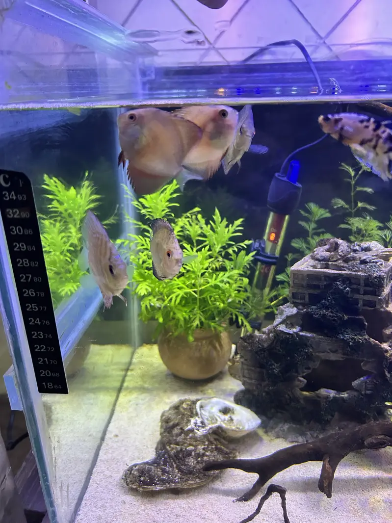 Betta, Discus, African cichlids, and South American Cichlids for sale — photo 4