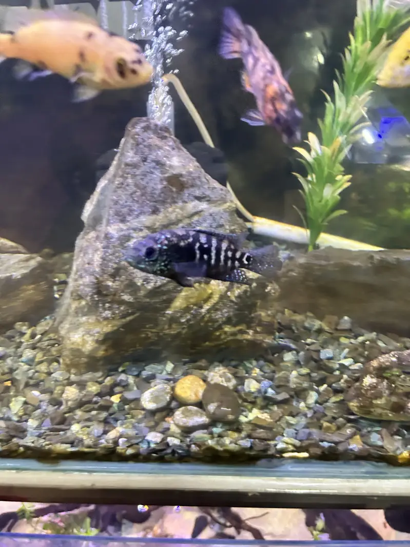 Betta, Discus, African cichlids, and South American Cichlids for sale — photo 5