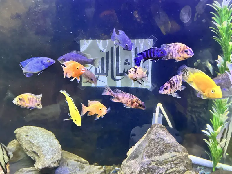 Betta, Discus, African cichlids, and South American Cichlids for sale — photo 6