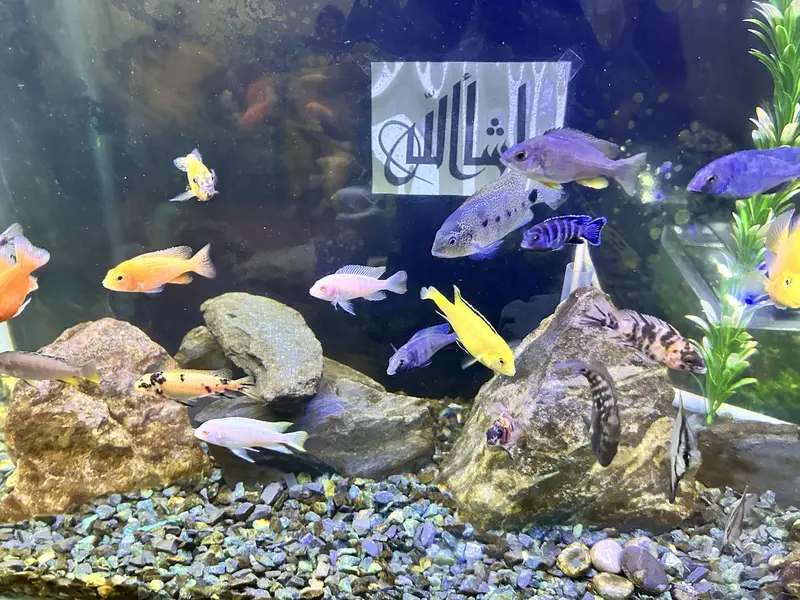 Betta, Discus, African cichlids, and South American Cichlids for sale — photo 7