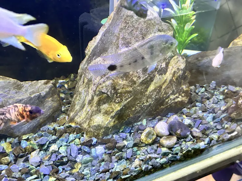 Betta, Discus, African cichlids, and South American Cichlids for sale — photo 8