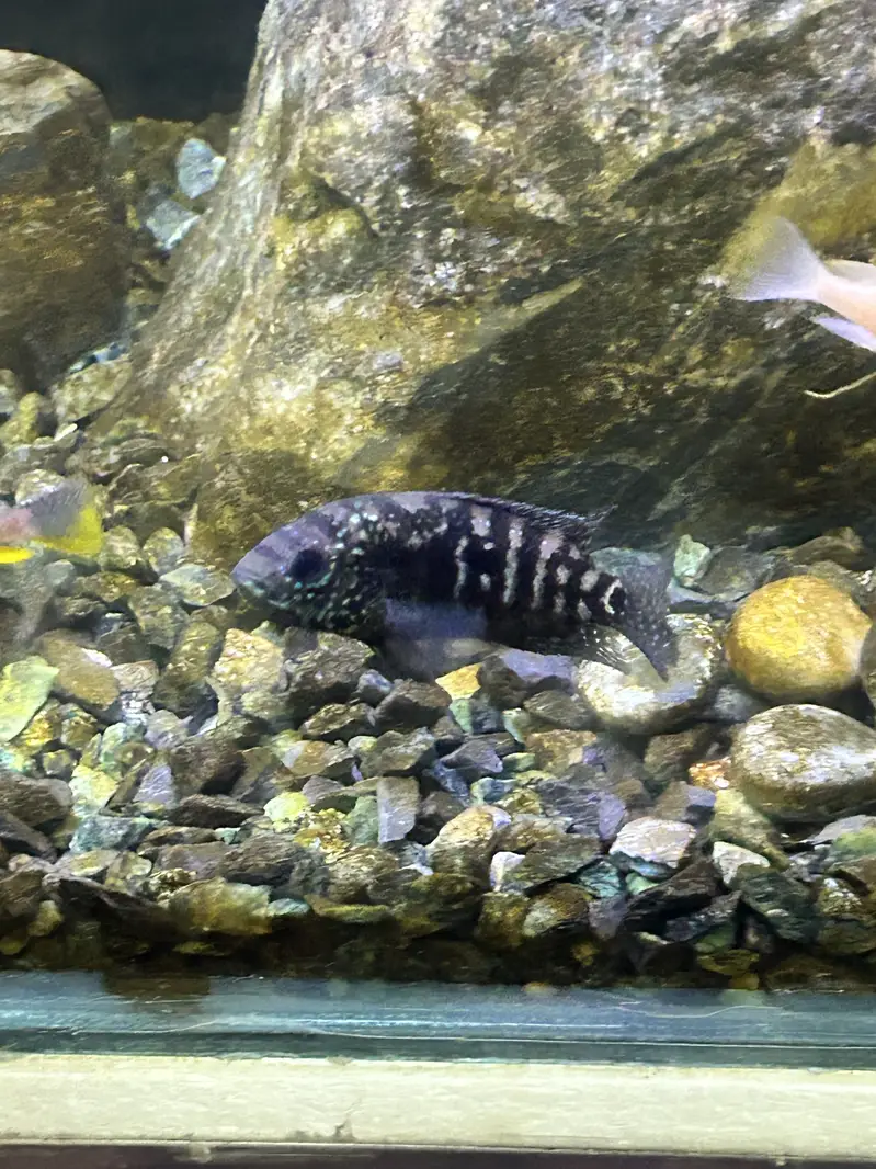 Betta, Discus, African cichlids, and South American Cichlids for sale — photo 9