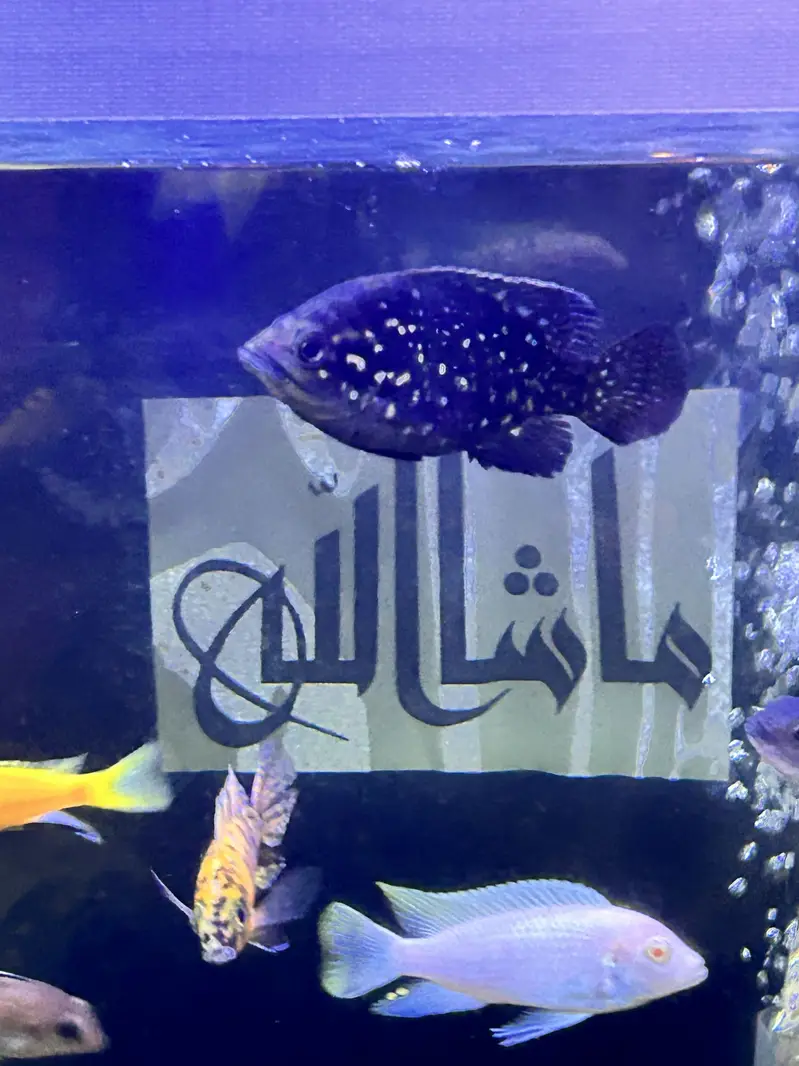 Betta, Discus, African cichlids, and South American Cichlids for sale — photo 10