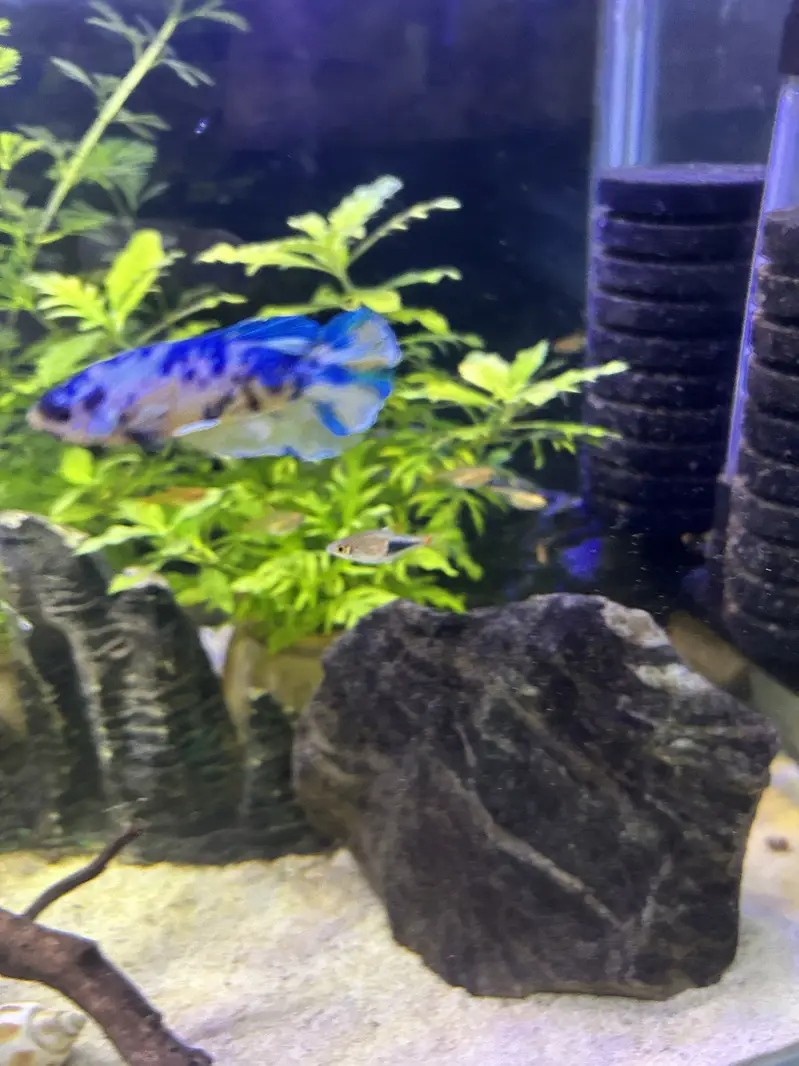 Betta, Discus, African cichlids, and South American Cichlids for sale — photo 11