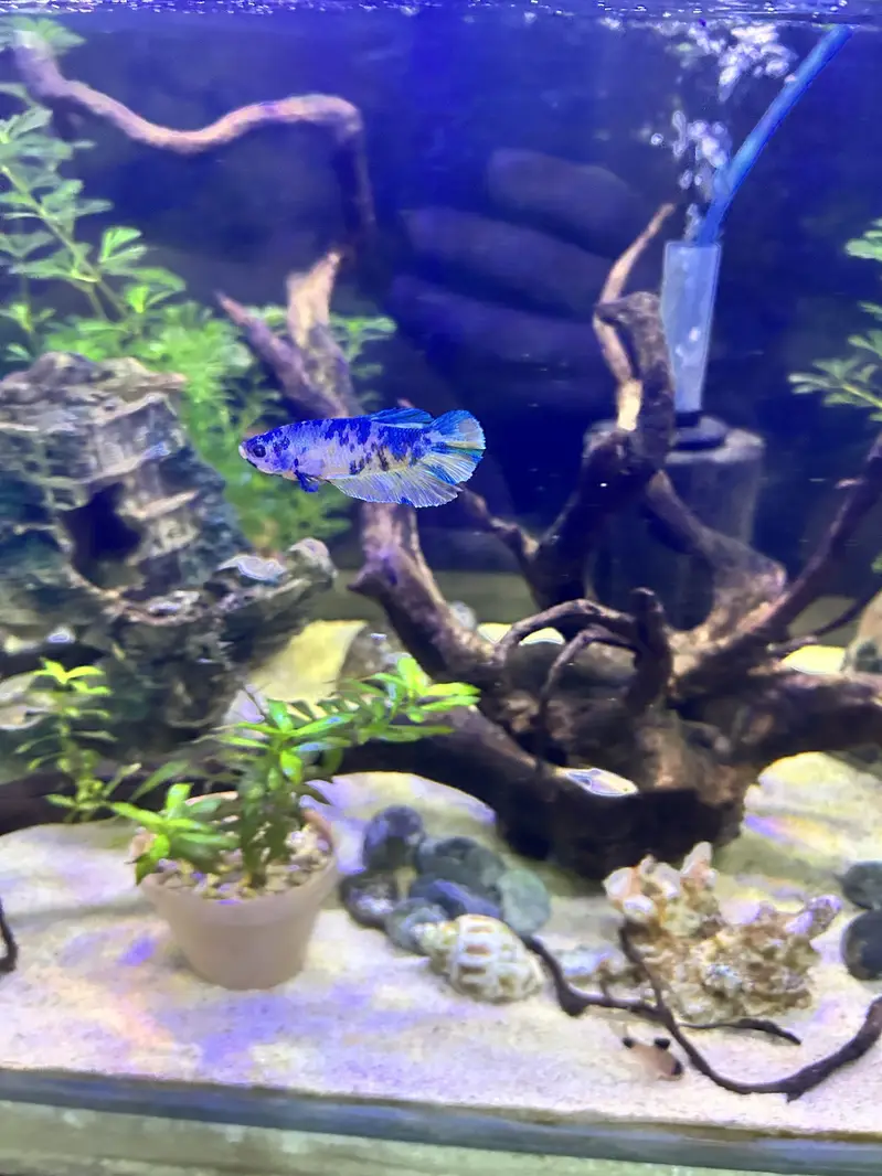 Betta, Discus, African cichlids, and South American Cichlids for sale — photo 12