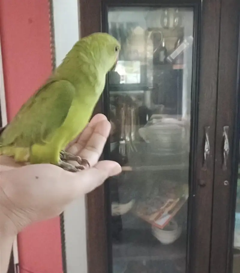 male parrot — photo 2