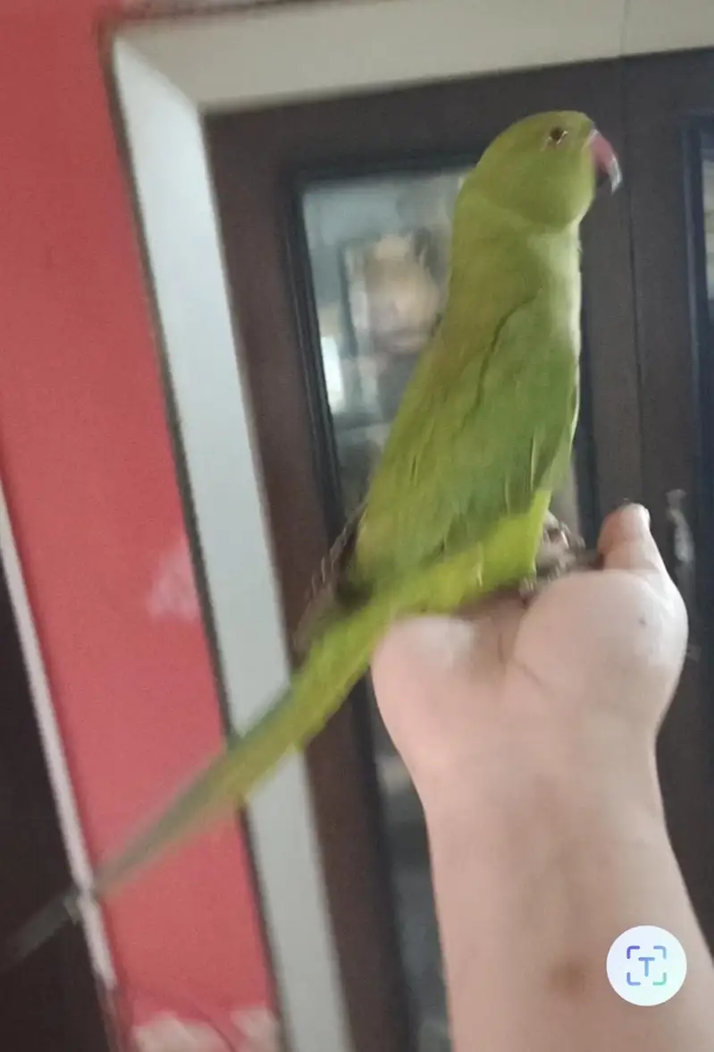 male parrot — photo 3