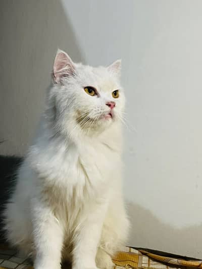 Pure Persian Cat White Punch Face