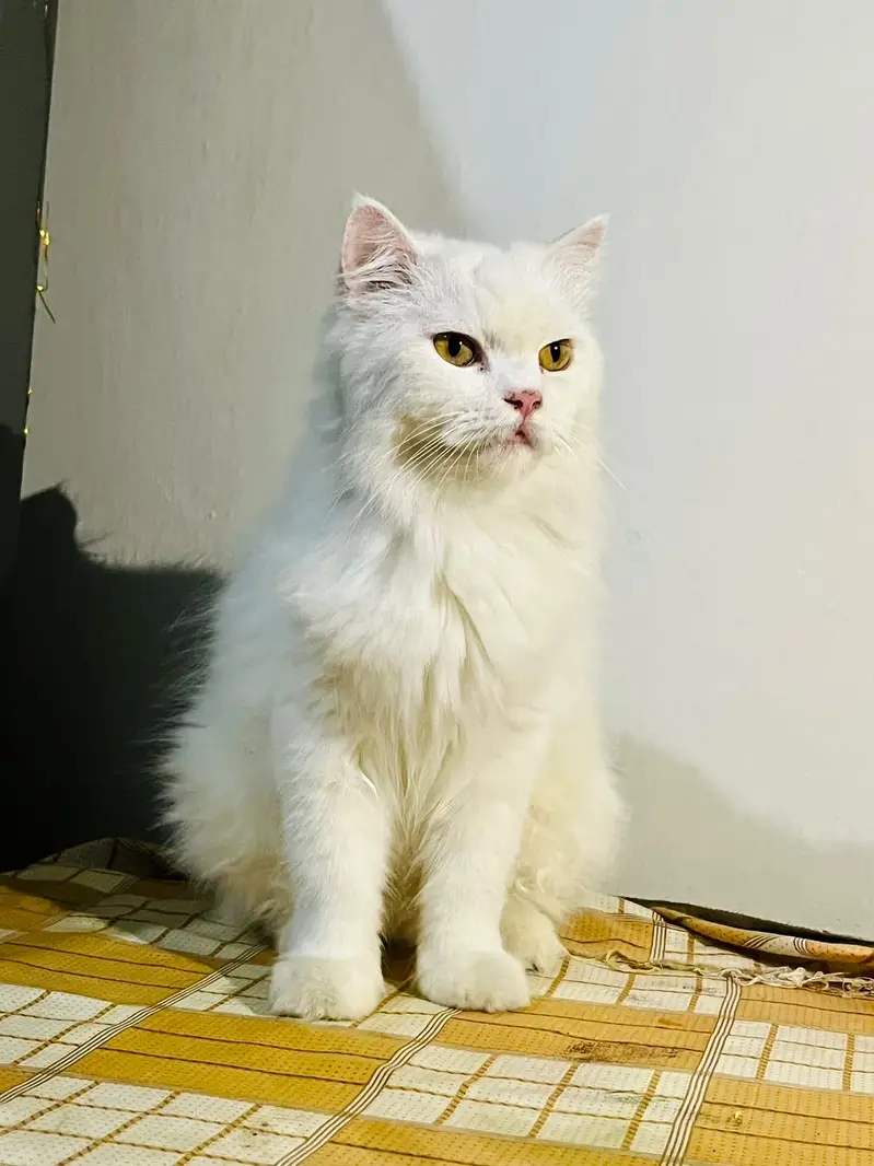 Pure Persian Cat White Punch Face — photo 4