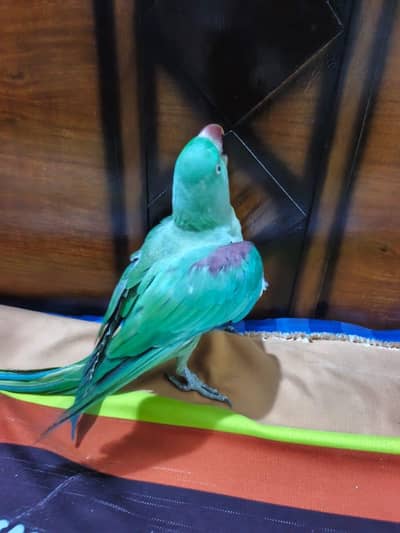 Raw,parrot bredr female
