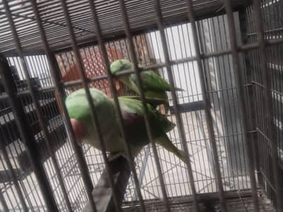Raw parrot pair