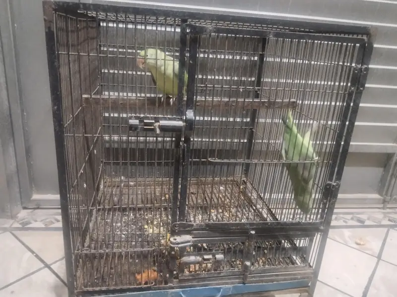 Raw parrot pair — photo 2