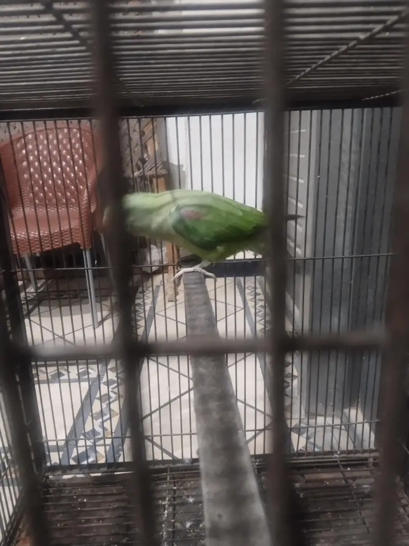 Raw parrot pair — photo 3