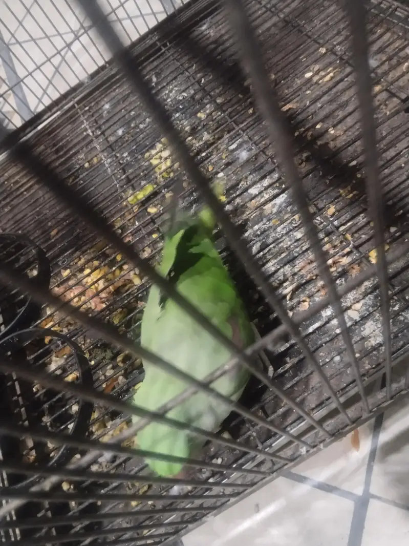 Raw parrot pair — photo 4
