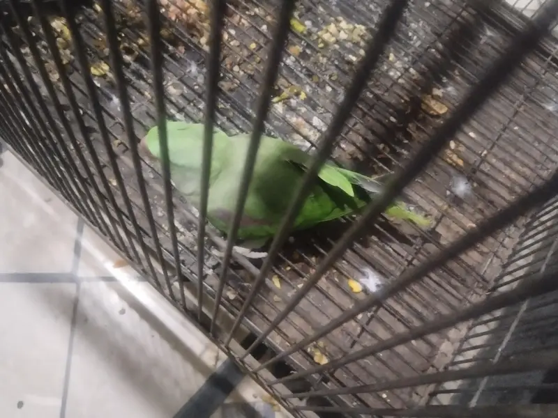 Raw parrot pair — photo 5