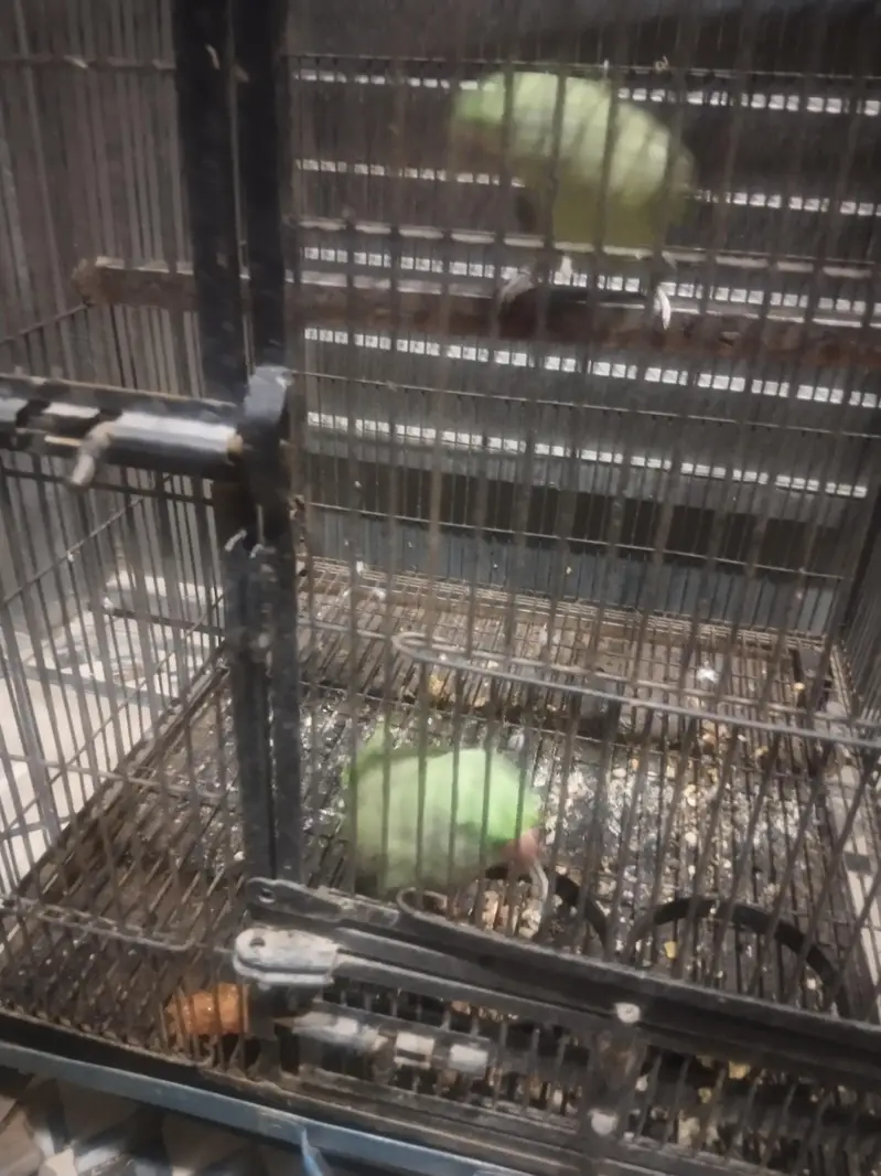 Raw parrot pair — photo 6