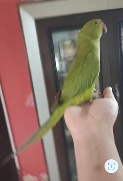 male parrot