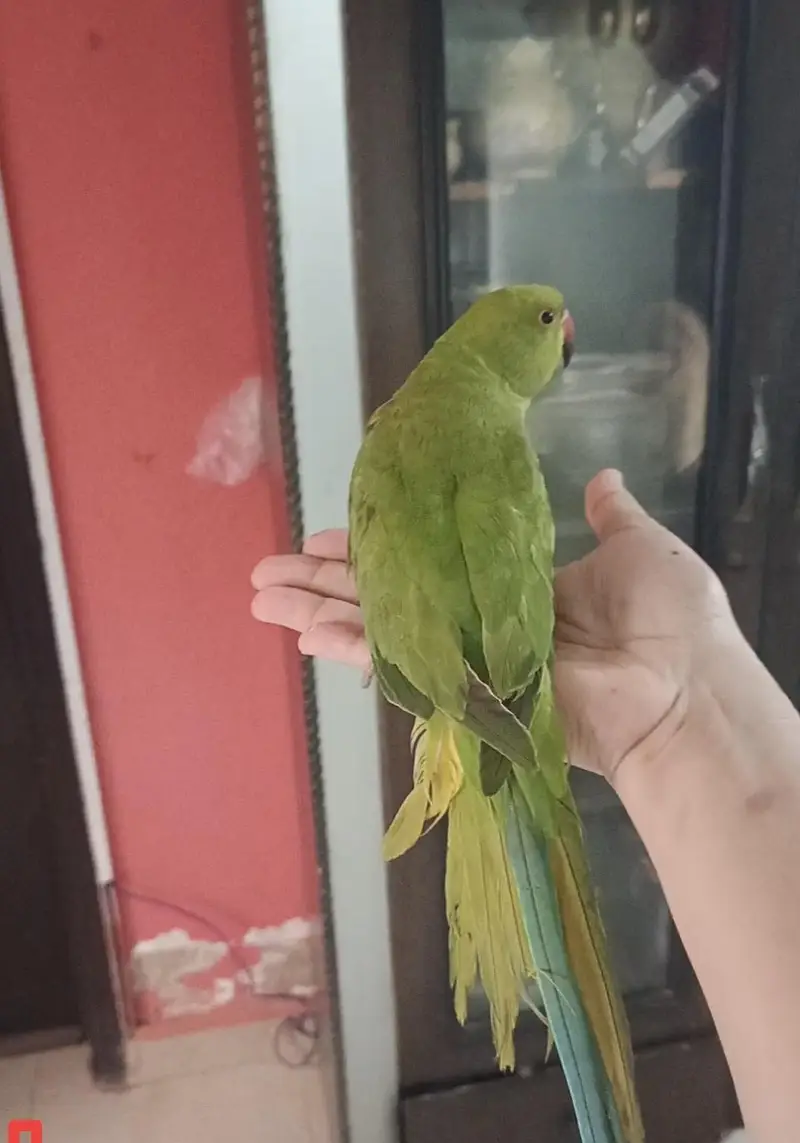 male parrot — photo 2
