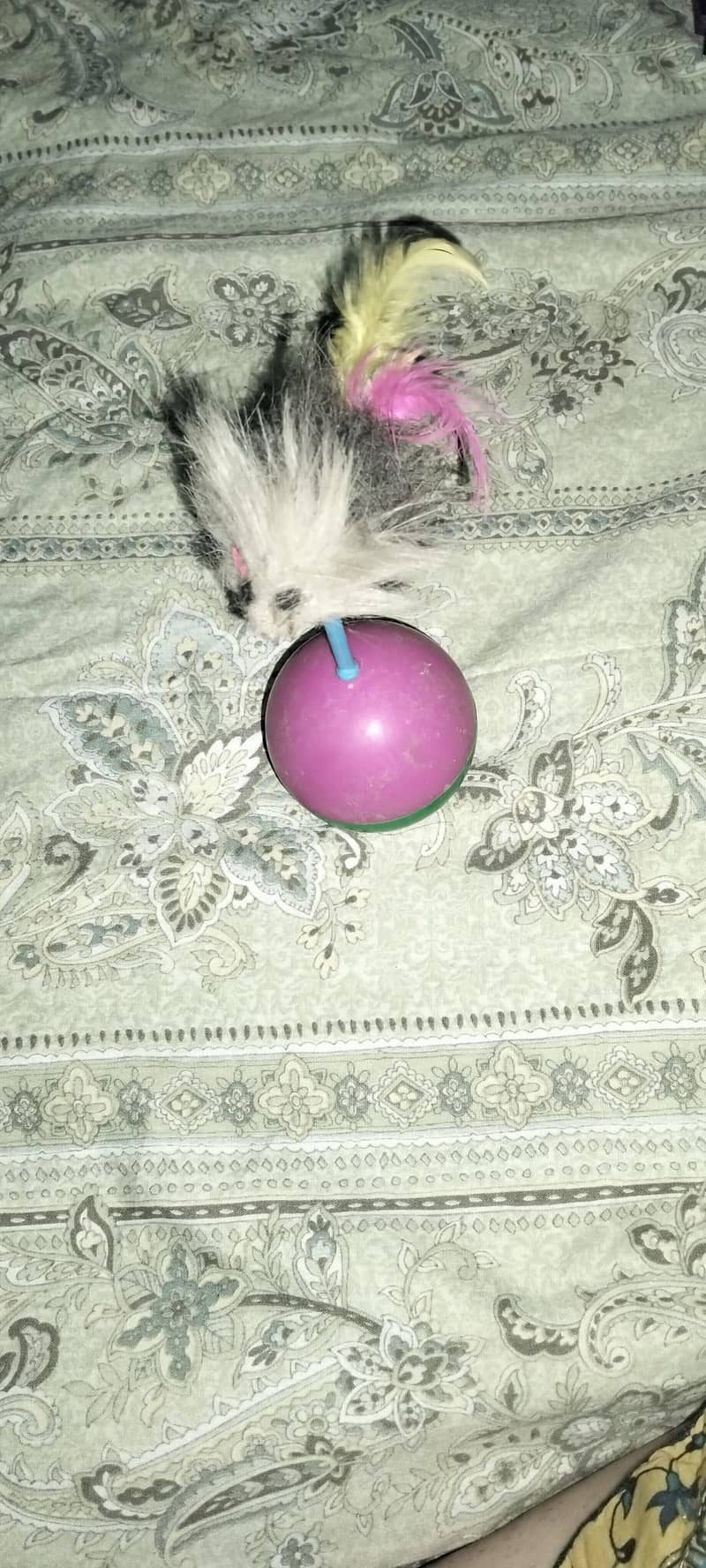 cat cage 10
