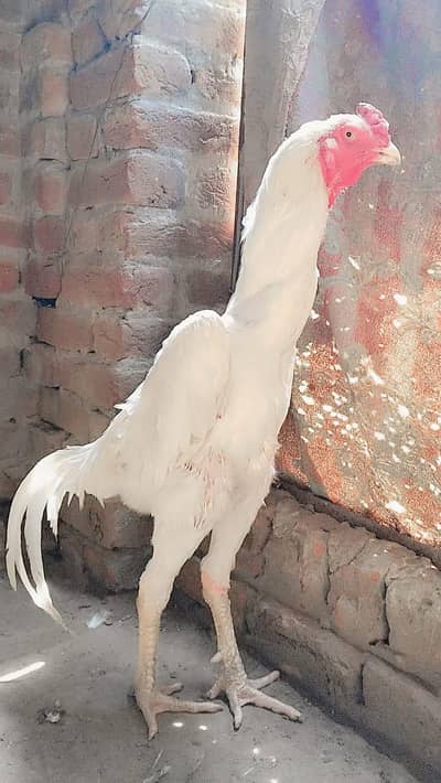 aseel shamo