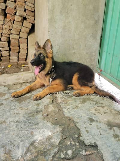 German shepherd what's app number 03207441268