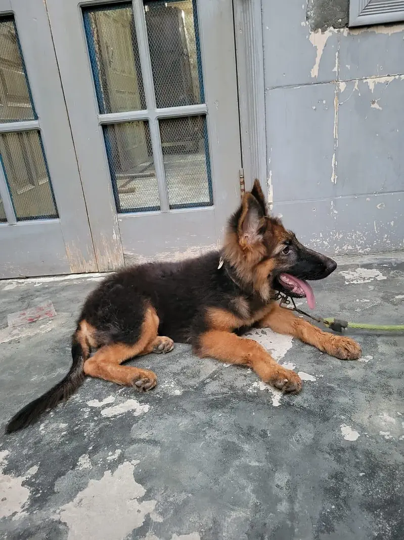 German shepherd what's app number 03207441268 — photo 2