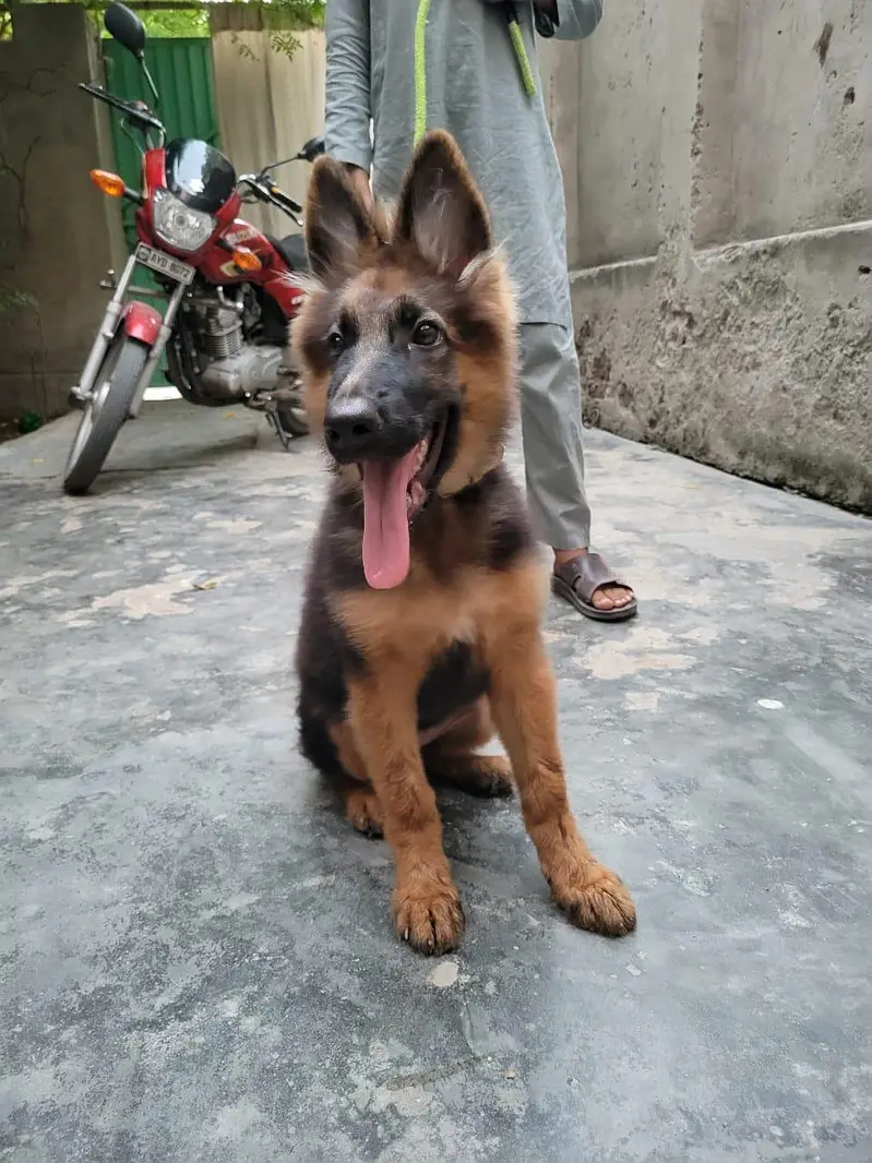 German shepherd what's app number 03207441268 — photo 3